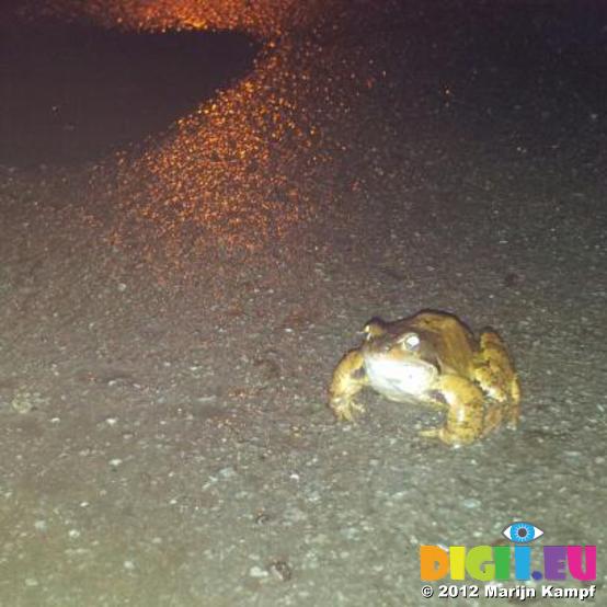 20120124_172111-1 Hypno-toad